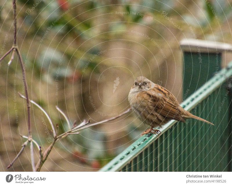 A fluffed up hedge sparrow sits on a green picket fence and looks at the camera in amazement Hedge Accentor Bird Widvogel Prunella modularis garden bird