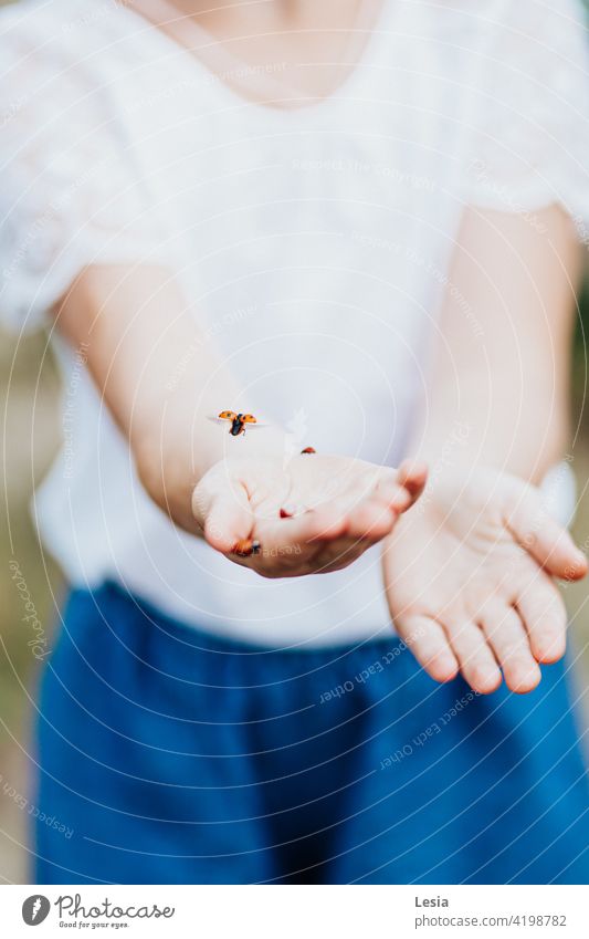 Beautiful little insects. macro photography Nature Ladybug Spring wildlife Girl girl's hands tenderness spring mood happy child walk children's hands