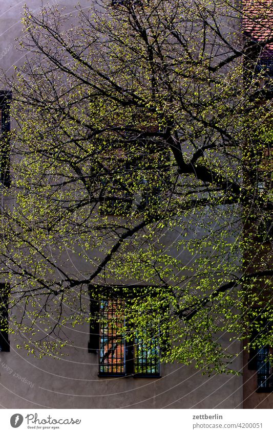 Very fresh green in spring Architecture Berlin Office city Germany Twilight Worm's-eye view Capital city House (Residential Structure) downtown Middle Museum