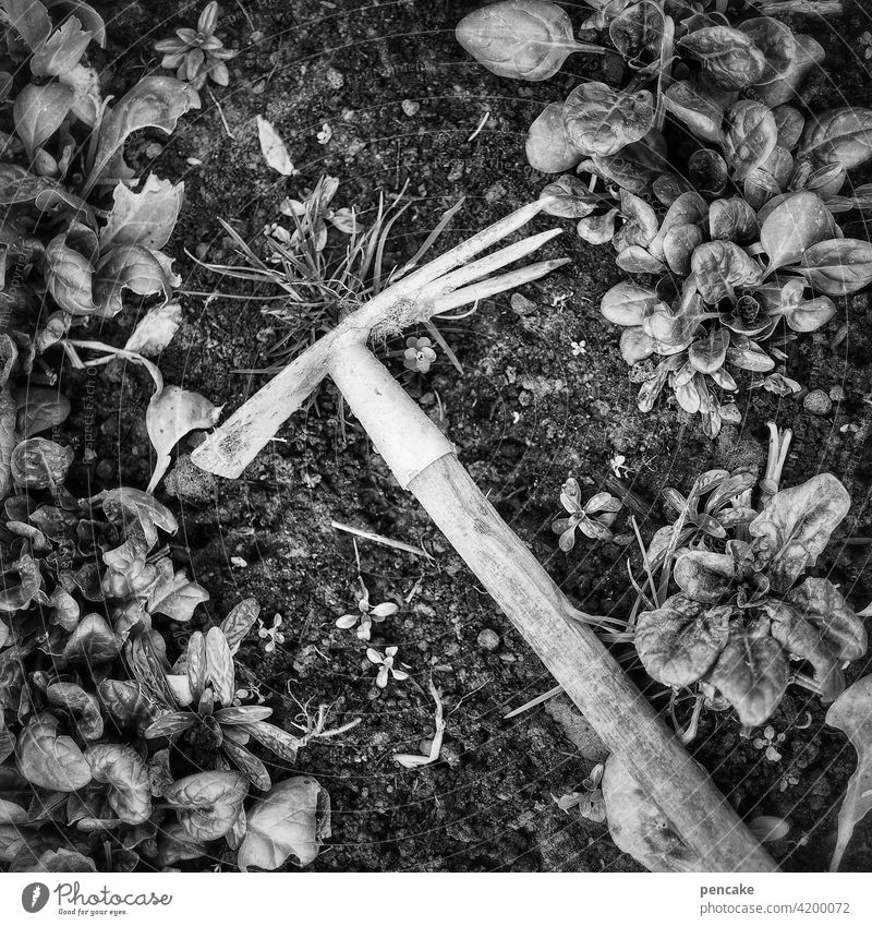 hacke, spitze, eins zwo drei... Garten Spinat Erdboden Gras Gartengerät Hacke Harke schwarz Gartenarbeit Frühling weiss