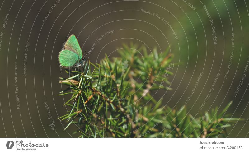 Peaceful springtime scene with green hairstreak butterfly in a evergreen forest on a juniper bush, Tirol, Austria callophrys rubi nature animal lycaenidae