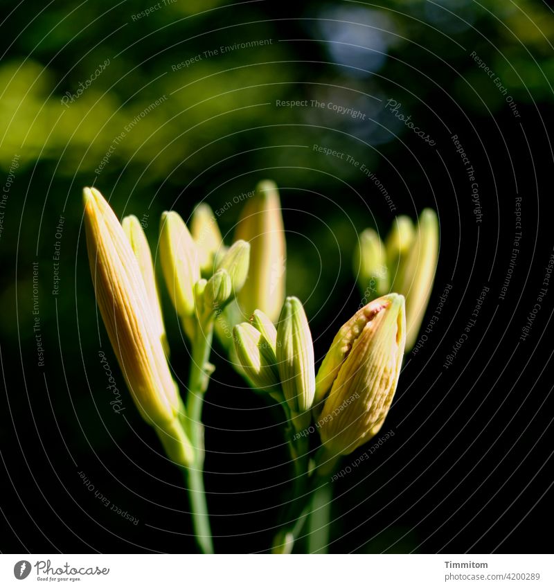 atmosphere of departure flowers Blossom Lily euphoric mood vigorous Expectation Light Flower Plant Nature Close-up