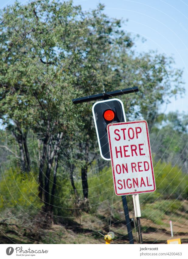 STOP HERE ON RED SIGNAL Australia scrub Tree Exotic red traffic light Road sign English Wait Signal Illuminate Nature Safety Traffic regulation obliquely