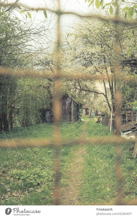 View through blurred lattice fence into rustic garden with wooden hut, flowering trees and bushes Garden Green Ethnic Blossoming Spring Dreamily Relaxation