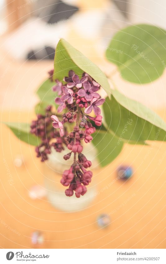 Flowering lilac branch in glass vase on orange-yellow background Blossom Colour photo Violet Shallow depth of field Close-up Macro (Extreme close-up) Fragrance
