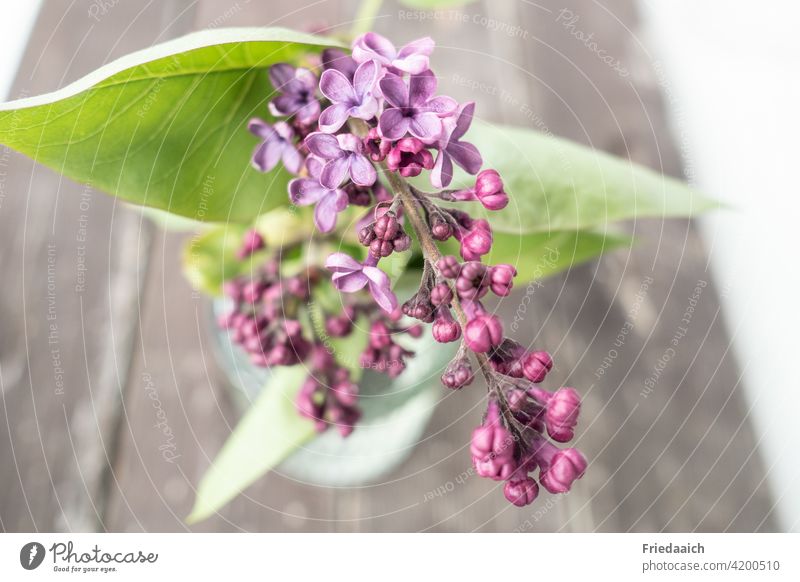 Flowering lilac branch in glass vase on old wooden boards with weak depth of field purple May fragrant Spring Spring fever Violet Blossoming naturally Close-up