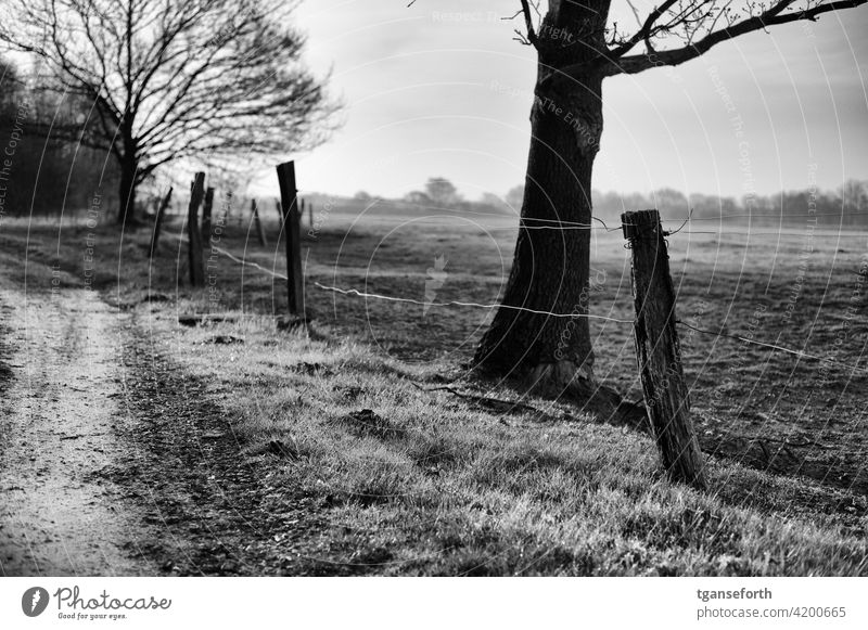Fence at a horse pasture Willow tree Pasture fence Meadow morning dew in the morning off Dawn Exterior shot Grass Landscape Deserted Tree Field Old Fence post
