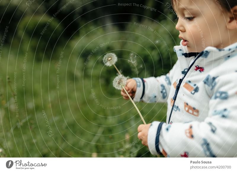 Child holding dandelion 1 - 3 years Caucasian Dandelion Nature Colour photo Human being Infancy Joy Day Exterior shot Leisure and hobbies Multicoloured