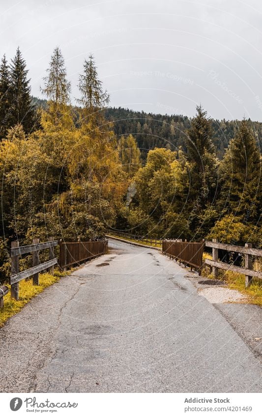 Country road in forested mountains bridge landscape fence woods autumn route asphalt empty foliage range italy dolomites nature travel tourism path way