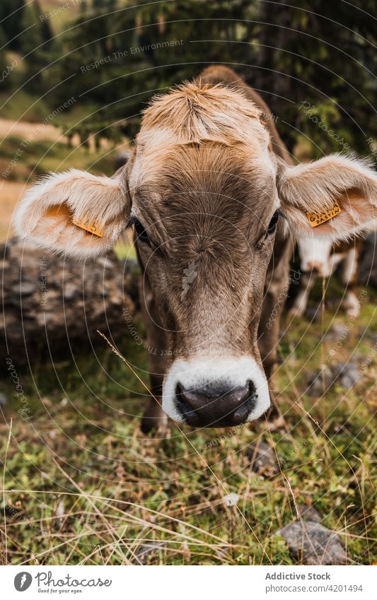 Farm cow grazing on pasture graze domestic animal farm tag ear muzzle agriculture brown italy dolomites nature cattle mammal livestock head rural grass hill