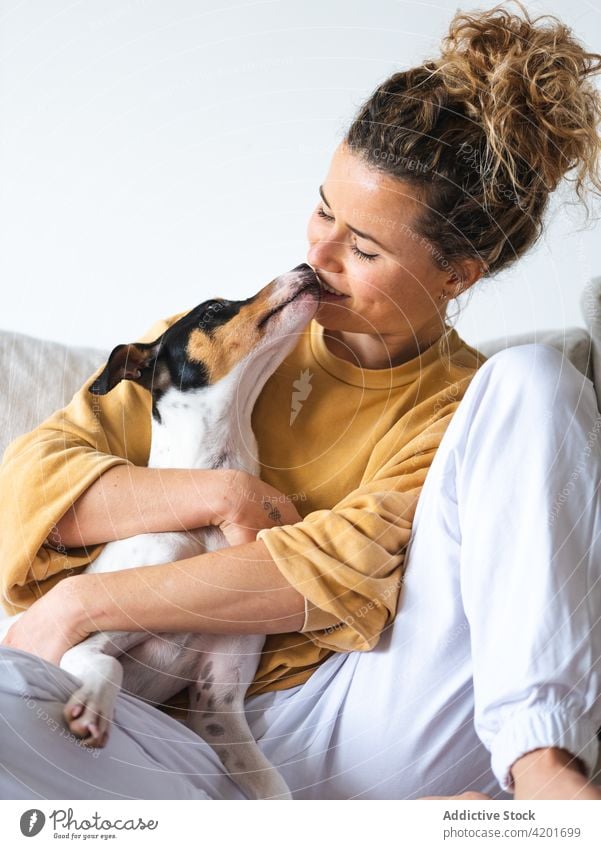 Positive female sitting with Ratonero Bodeguero Andaluz dog in apartment woman cheerful positive pet animal ratonero bodeguero andaluz obedient owner curly hair