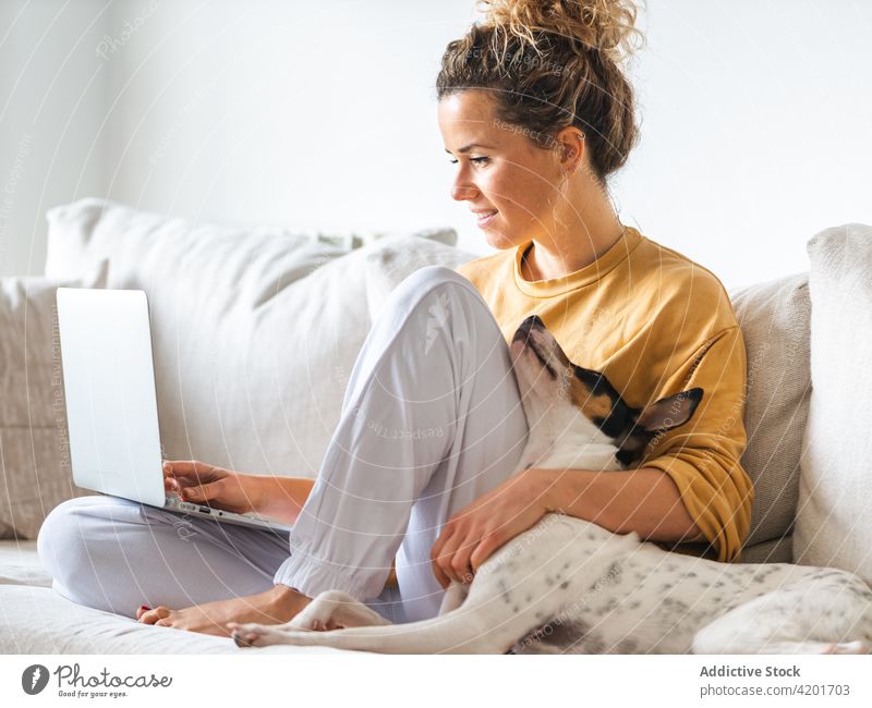 Cheerful freelancer sitting with dog on sofa while working on laptop woman ratonero bodeguero andaluz domestic cheerful positive occupation female student