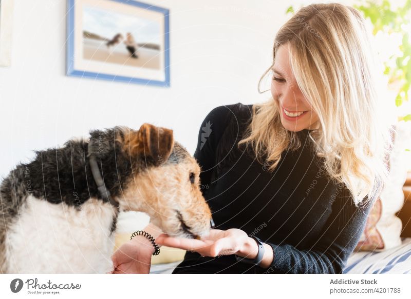 Smiling woman interacting with Fox Terrier at home caress fox terrier dog canine mammal pet friendly domestic portrait smile enjoy muzzle stroke cute fur