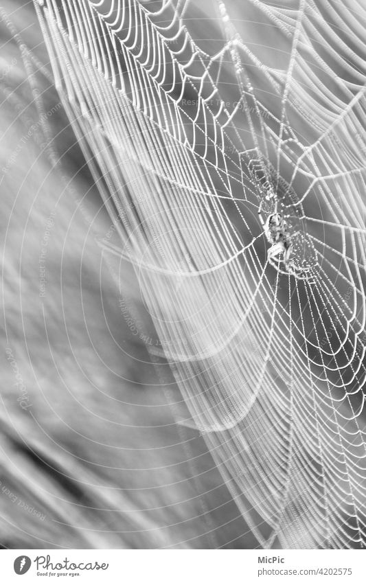 Spiderman - Spider in web black and white Net Spider's web Macro (Extreme close-up) Close-up Drops of water Nature Dew Exterior shot Wet Network Detail Morning