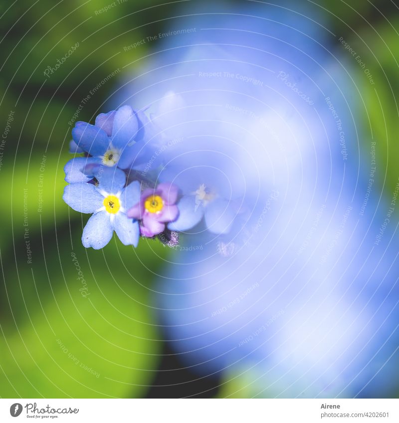 Little flower for mother Forget-me-not Flower Blue May Spring Mother's Day Bouquet Garden Flowerbed Yellow Green Fresh blossom Blossoming Meadow wild flower