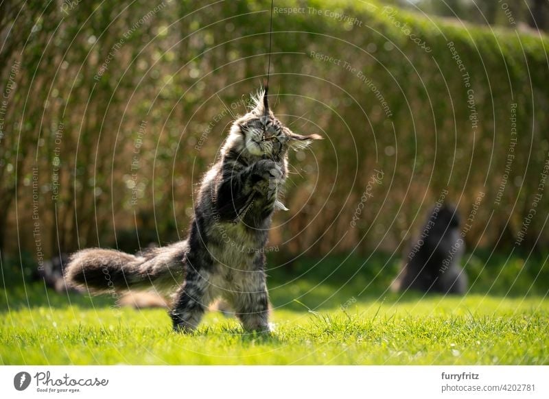playing maine coon cat outdoors in garden purebred cat pets longhair cat feline fluffy fur beautiful nature front or backyard green lawn meadow grass
