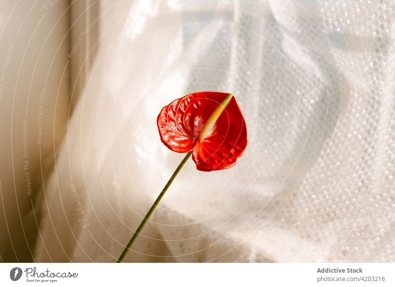 Red flower of home plant near window red anthurium decorate grow laceleaf petal bloom floral curtain blossom natural windowsill aroma vegetate decorative