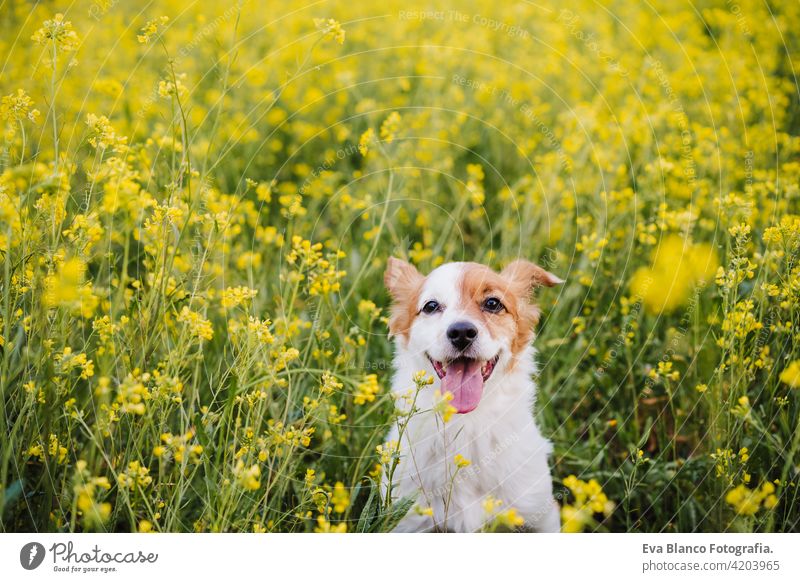 cute small jack russell dog sitting outdoors in yellow flowers meadow background. Spring time, happy pets in nature spring fun country sunny easter beauty