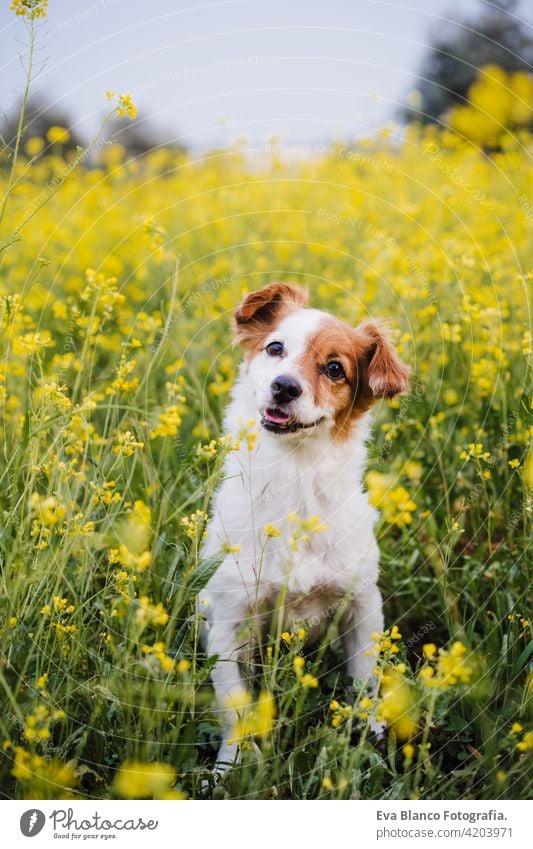 cute small jack russell dog sitting outdoors in yellow flowers meadow background. Spring time, happy pets in nature spring fun country sunny easter beauty