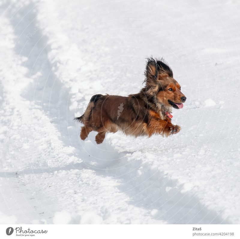 Long haired Dachshund dog jumping in the snow dachshund cute breed long haired long haired dachshund sausage dog doggy puppy aniimal pet brown winter happy