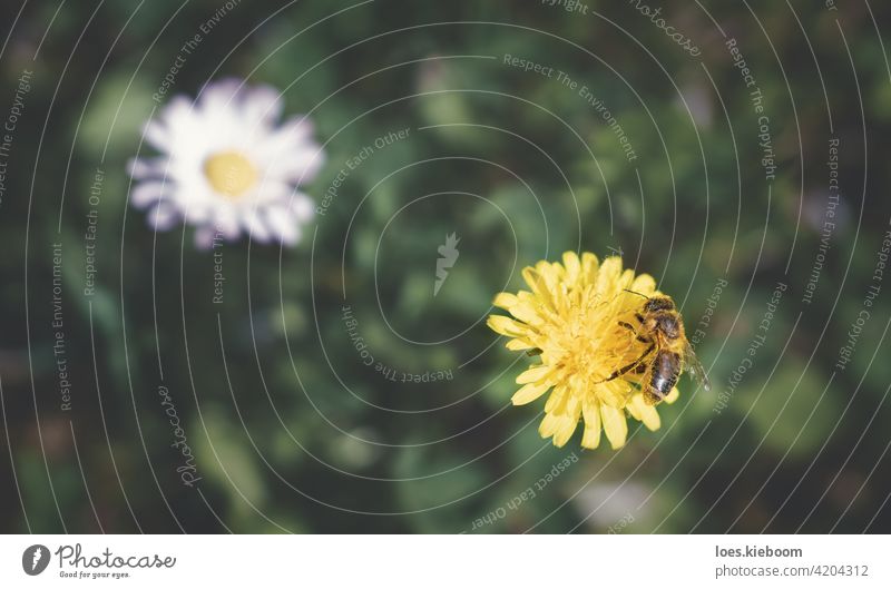 Aerial view of bee covered with pollen collecting on a dandelion with blurred meadow and daisy, Austria flower blossom aerial floral spring honey bee food