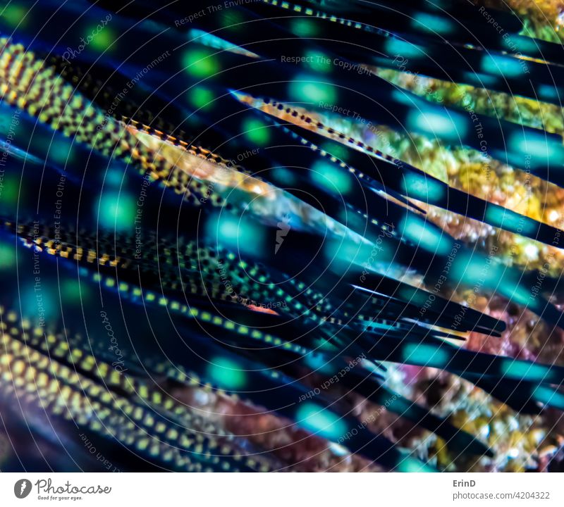 Design Spots Spikes and Neon Colors in Sea Urchin Close Up abstract concept conceptual sea urchin spines colorful colors bright stripes spots blue yellow pink