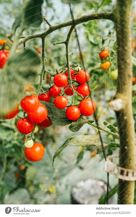 Red cherry tomatoes on plant in countryside vegetable horticulture cultivate vegetate product natural organic plantation farmland thin stem bright red color