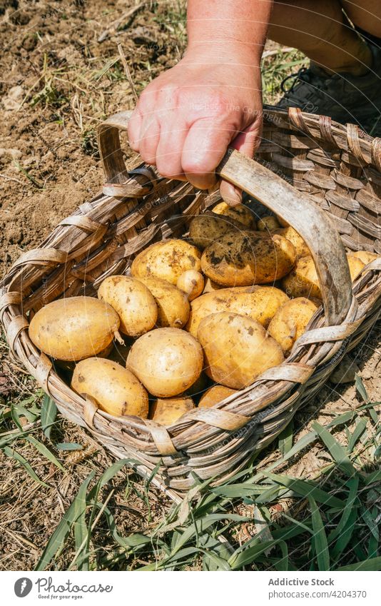 Faceless harvester with potatoes in straw basket on farmland vegetable natural product ingredient organic gardener horticulture yellow color full peel fresh