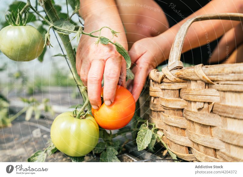 Crop gardener picking tomato from plant near wicker basket harvest vegetable horticulture vitamin natural woman fresh plantation farmer cultivate organic