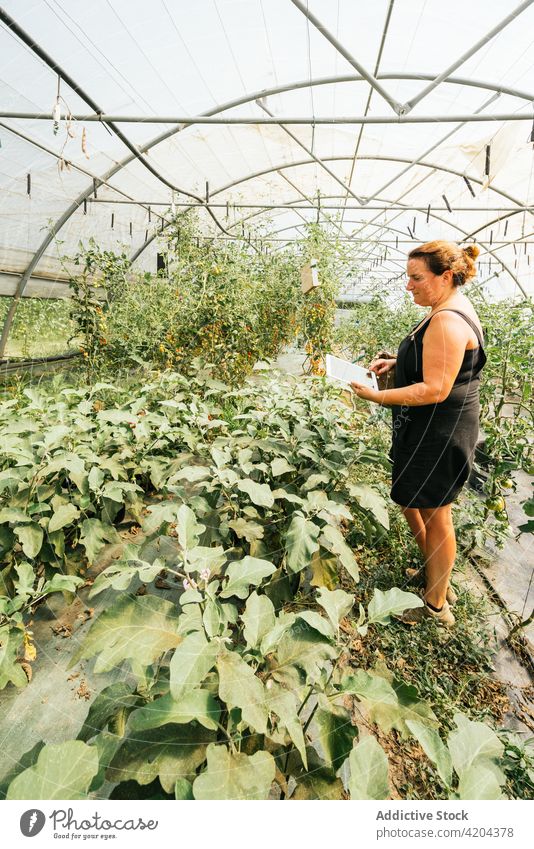 Farmer with tablet against green plants in hothouse farmer plantation horticulture cultivate browsing black screen vegetate woman greenhouse using gadget device