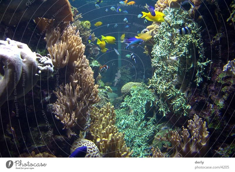 Underwater Worlds Zoo Transport Fish Underwater photo