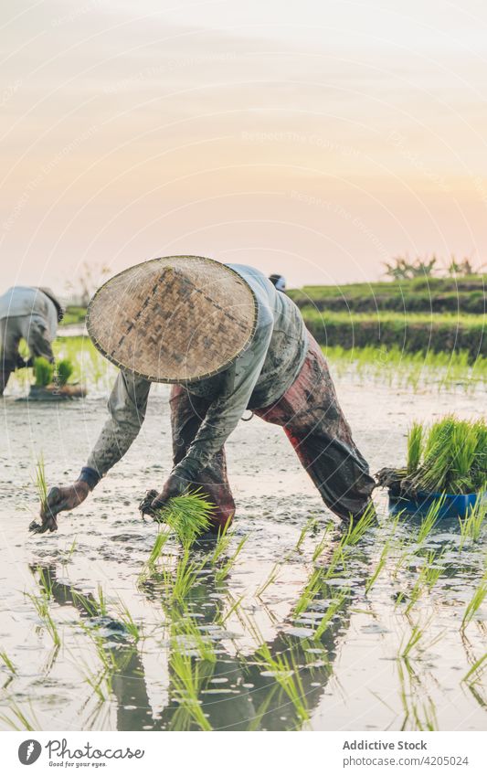 Two workers working in a rice field plant green farm agriculture paddy nature landscape food harvest background asia thailand natural outdoor asian sky farming