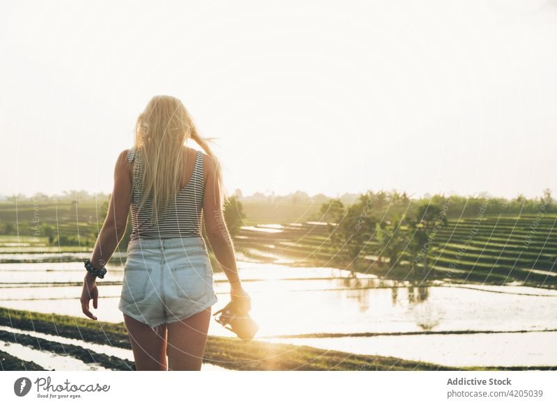Blond woman taking photos in a rice field in Kajsa plant green farm photographer agriculture paddy nature landscape food harvest background asia thailand