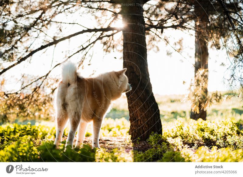 Akita Inu on grass against trees in forest akita inu dog canine pet animal environment nature mammal meadow vegetate ecology fluffy purebred japanese double