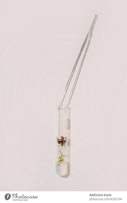From above of tweezers and glass flasks with plants arranged in rows on white table for biotechnological experiments biotechnology biology instrument tool