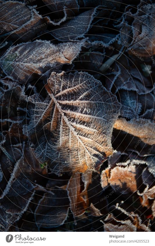 Leaf with ice in winter Winter Advent out Meditation tranquillity Frost Cold Mature Hoar frost Tree foliage morning light Sun