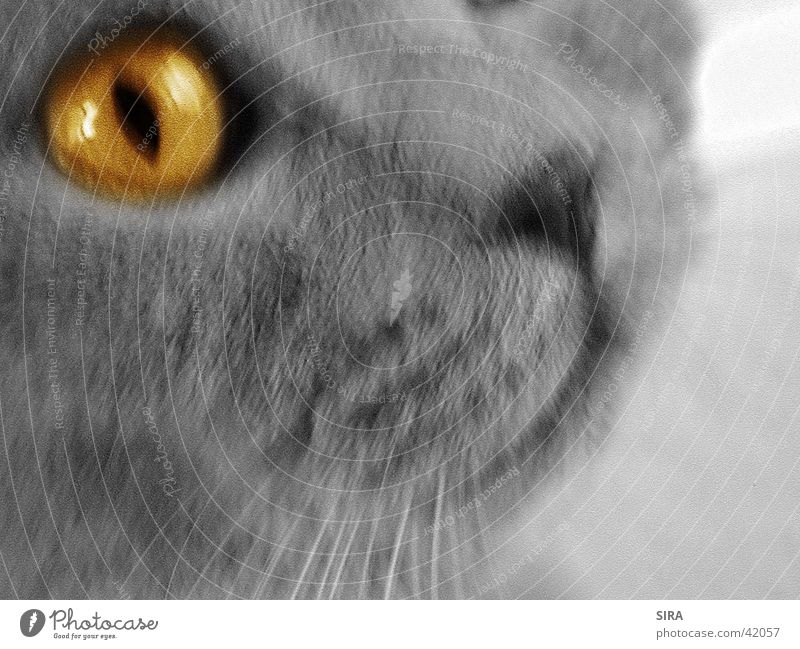 Yellow eye Cat Carthusians Eyes