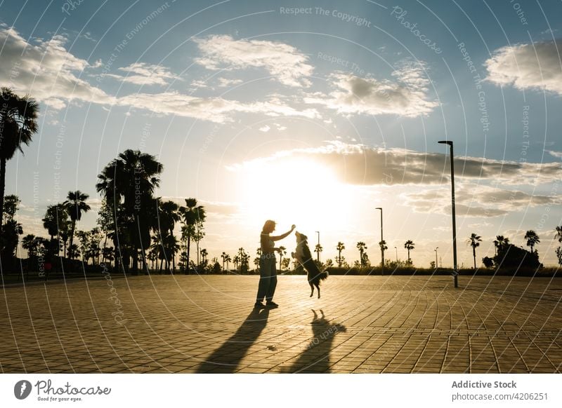 Woman playing with dog on street woman ball silhouette border collie playful game animal female funny sundown owner summer together sunset happy loyal joy