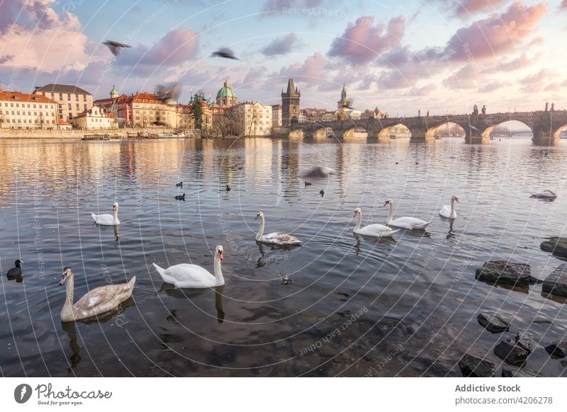 Swans swimming in river in city swan flock float waterfowl bird old historic sunset tranquil peaceful ripple sky idyllic serene urban creature plumage feather