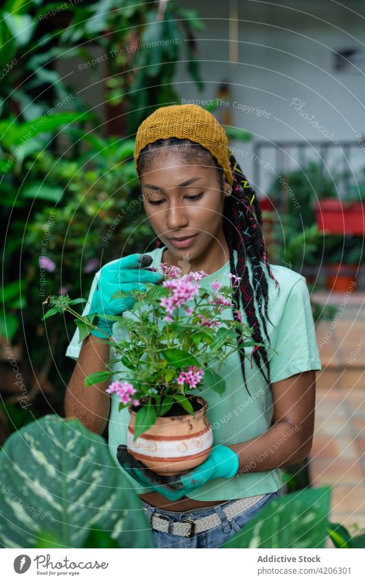 Happy ethnic woman with potted flowers in hothouse gardener horticulture greenhouse blossom female glove black african american bloom botany stand flora plant