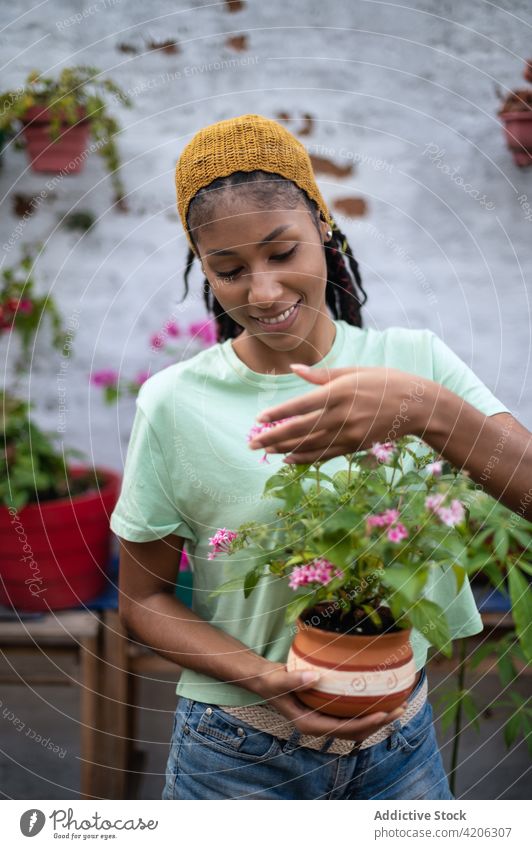 Cheerful black woman smelling aromatic flower in hothouse gardener scent greenhouse blossom horticulture female ethnic african american pentas lanceolata bloom
