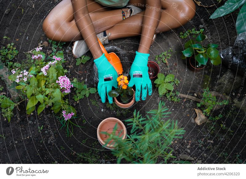 Crop ethnic woman planting flowers in pots in greenhouse gardener hothouse care shovel soil female black african american glove replant transplant bloom botany