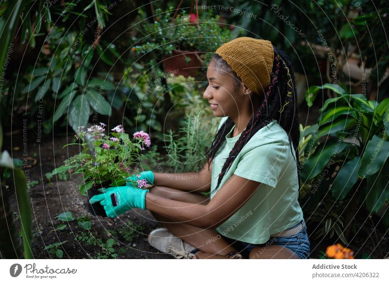 Ethnic woman planting flowers in pots in greenhouse gardener hothouse care shovel dreadlocks happy soil hippie female ethnic rastafarian black hobby smile joy