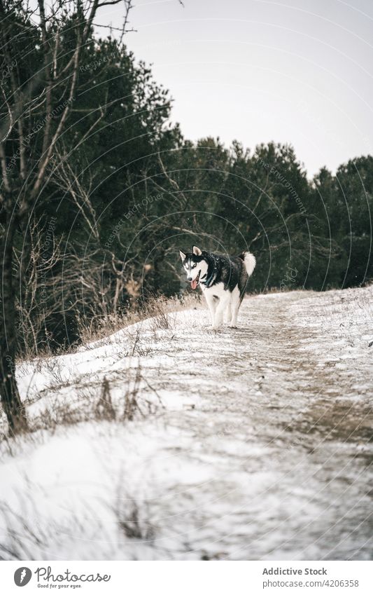 Purebred dog on snowy field husky meadow nature winter pet purebred countryside canine gray daylight animal hill pedigree friend breed tree loyal energy forest