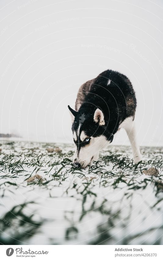 Purebred dog standing on snowy field husky meadow nature winter pet purebred countryside canine gray daylight animal hill pedigree friend breed loyal energy