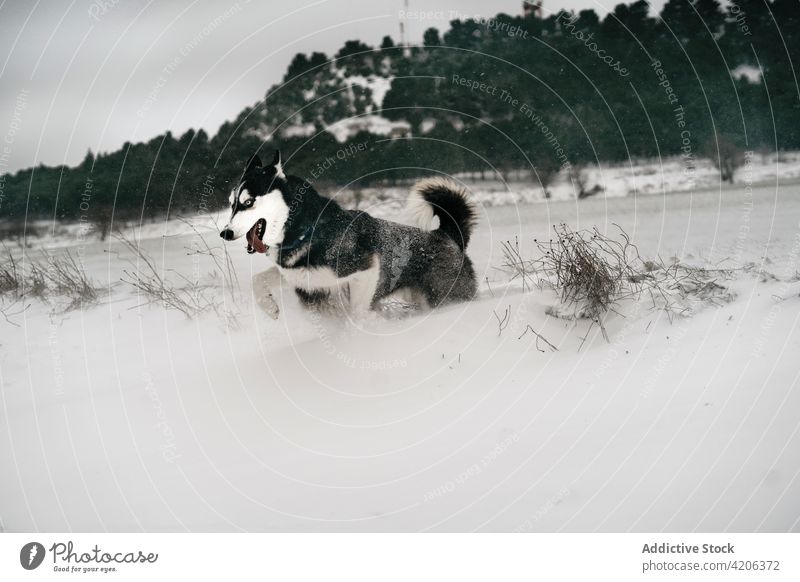Purebred dog running through snowy field husky meadow nature winter pet purebred countryside canine gray daylight fast animal hill pedigree friend breed tree