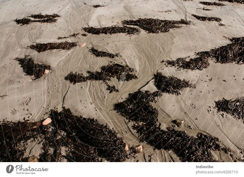 Wet ocean beach sand with dark wild seaweed. Low tide ocean shore scenery in Ireland. ireland black wet low tide after dirty mud ground rough planet clean