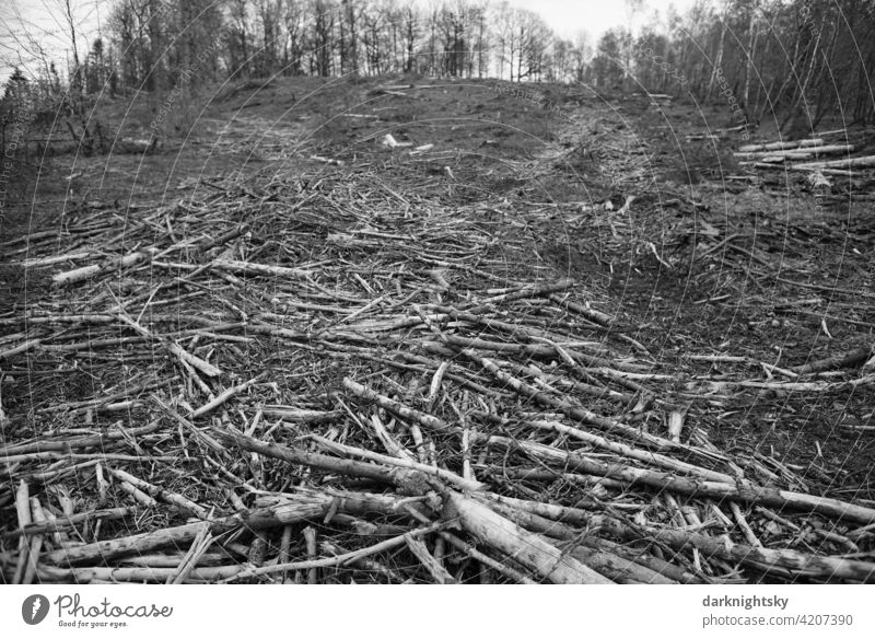 Cleared forest of spruce trees, cleared forest after an infestation by bark beetles tree trunks Logging Destruction Forest death Environmental protection