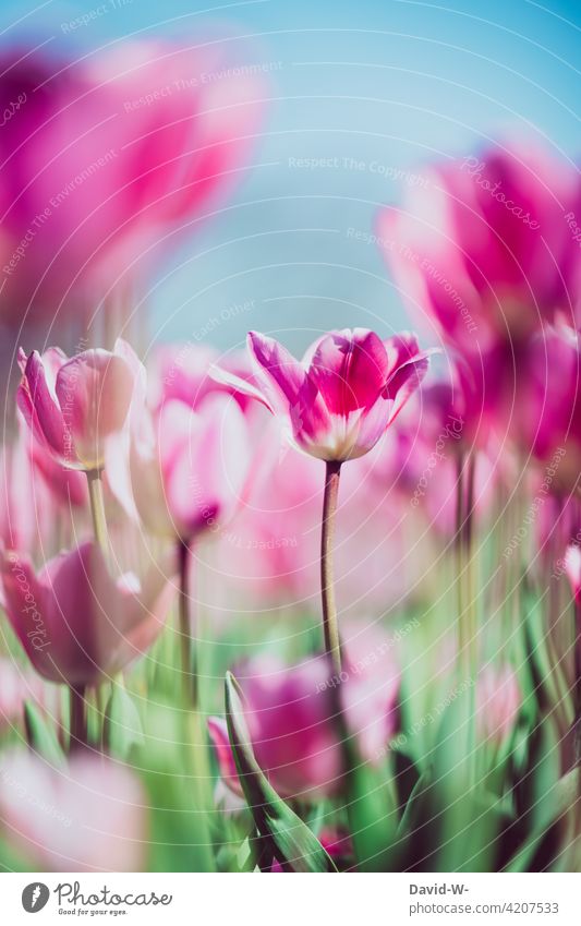 colorful tulips in a tulip field pink Pink Spring blossom pretty sunshine Tulip field Flower