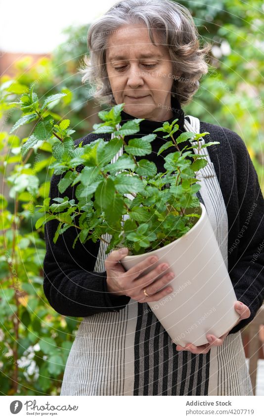 Elderly woman smelling mint in garden gardener scent plant enjoy elderly potted female chair fresh sit natural pleasure tender senior fragrant serene calm